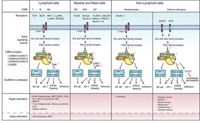 Holding All the CARDs: How MALT1 Controls CARMA/CARD-Dependent Signaling